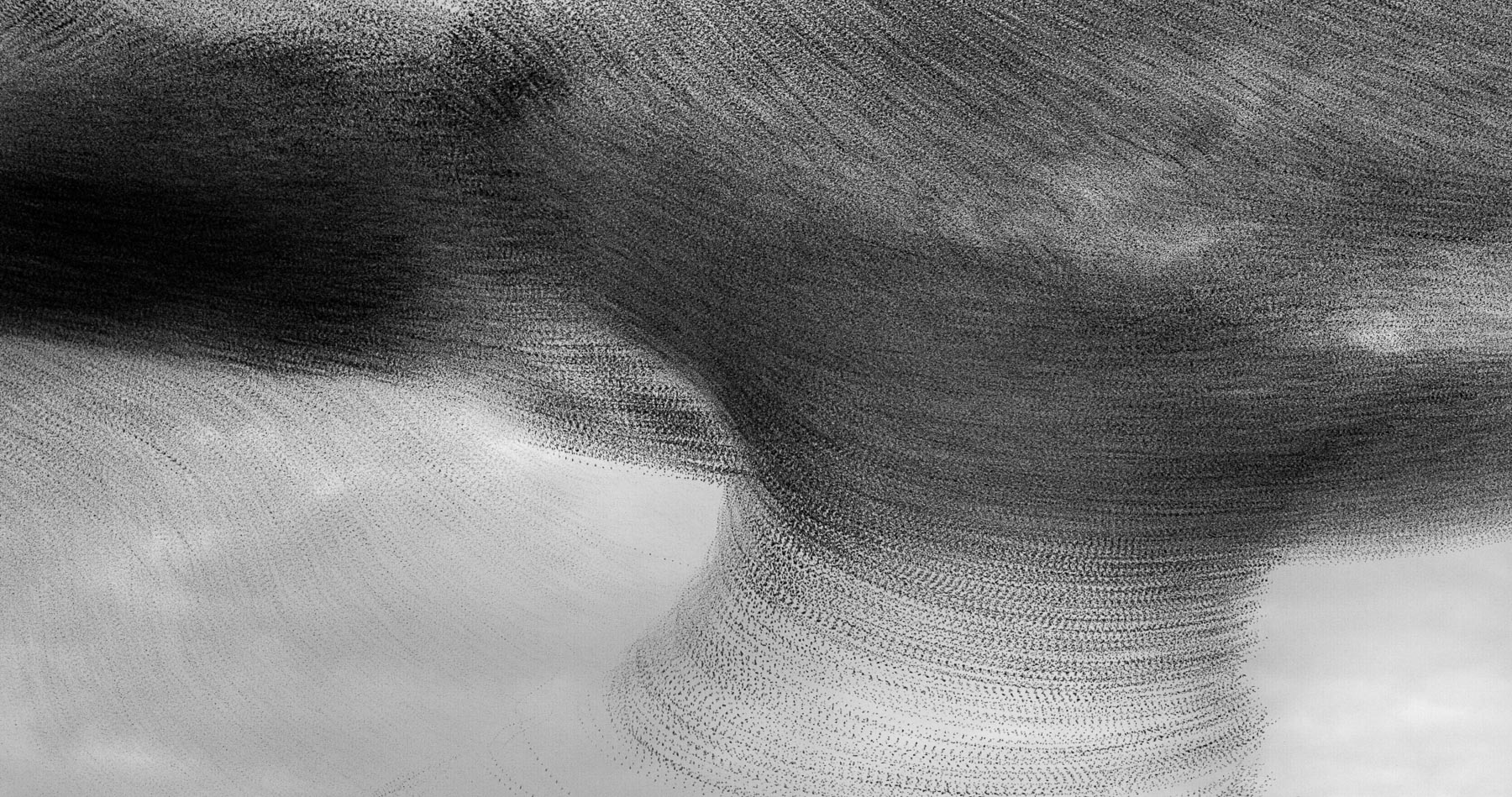Fluidlike movement of a murmuration