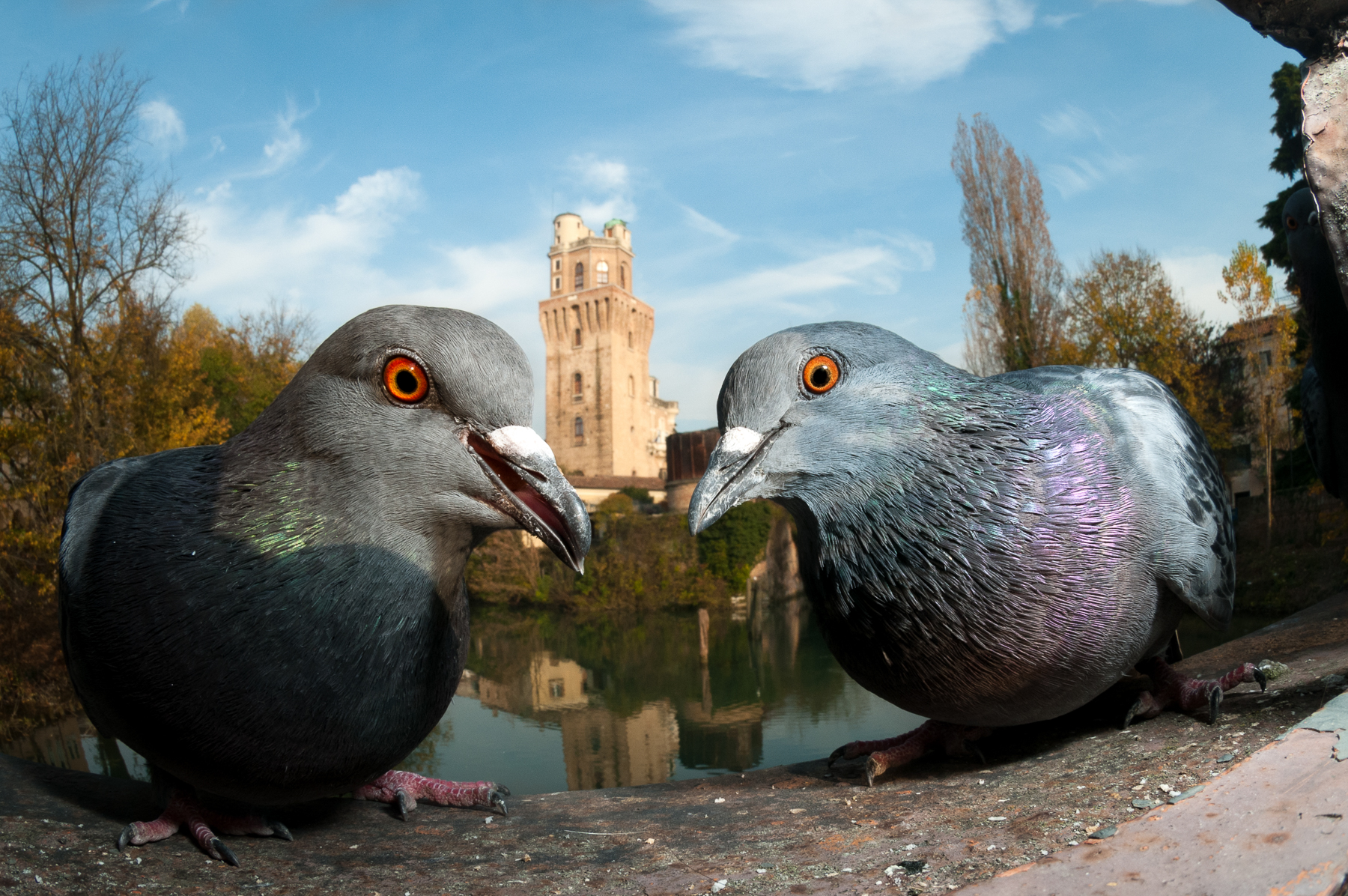 Two birds posing as if they guard the door to the castle behind them