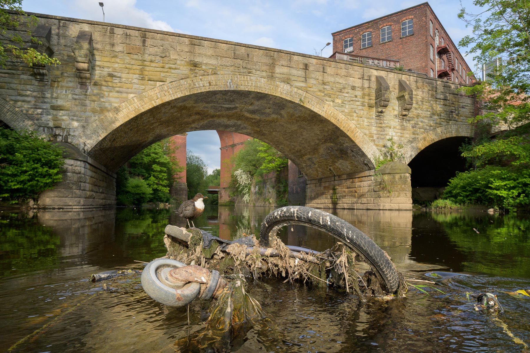 A pair of white-throated dippers on a shopping trolley nest under an old road bridge