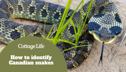 Eastern Hognose Snake with flattened neck on sandy soil with grass