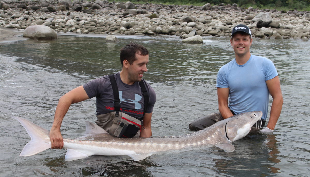 Two men holding a white sturgeon