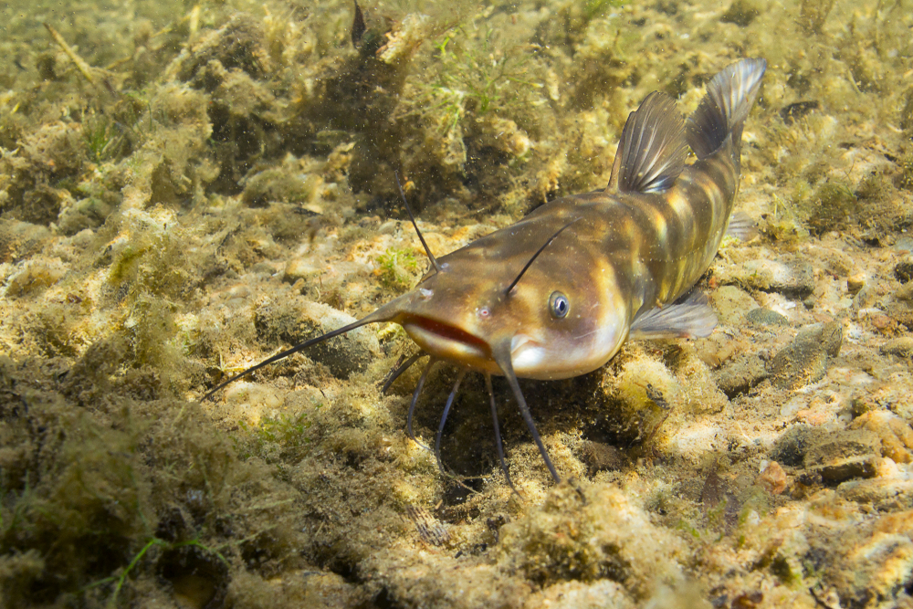 An adult brown bullhead catfish underwater