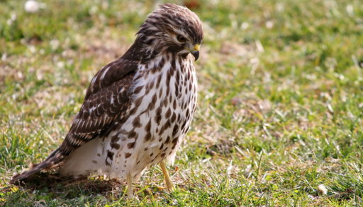 A sharp-shinned hawk standing on the grass
