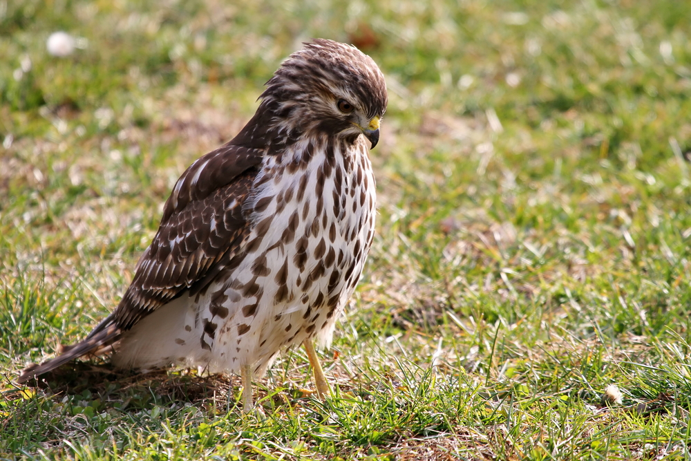 A sharp-shinned hawk standing on the grass