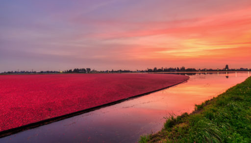 cranberry bog at sunset