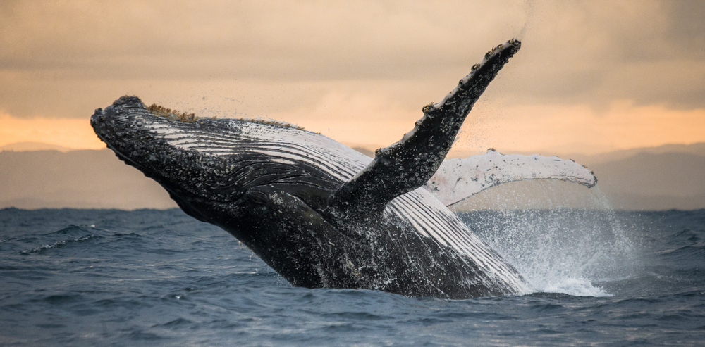 A humpback whale jumping out of the grey-blue water