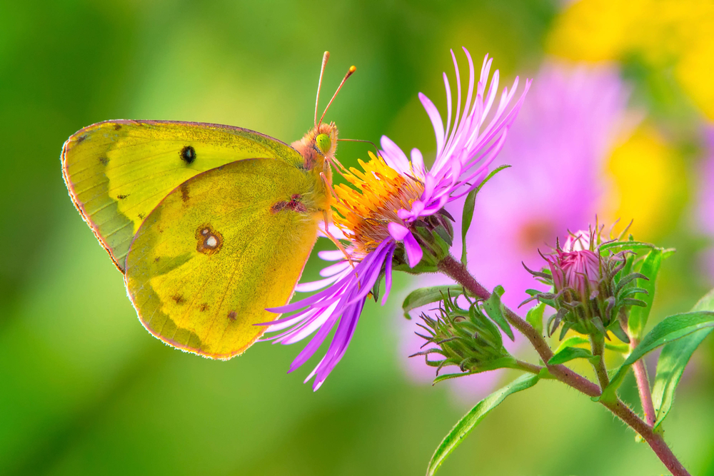 A clouded sulphur butterfly perched on a purple aster