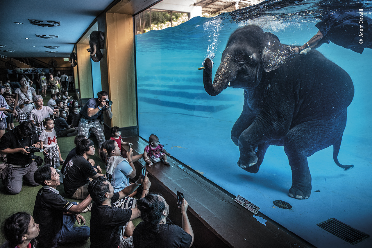 Young elephant performing underwater