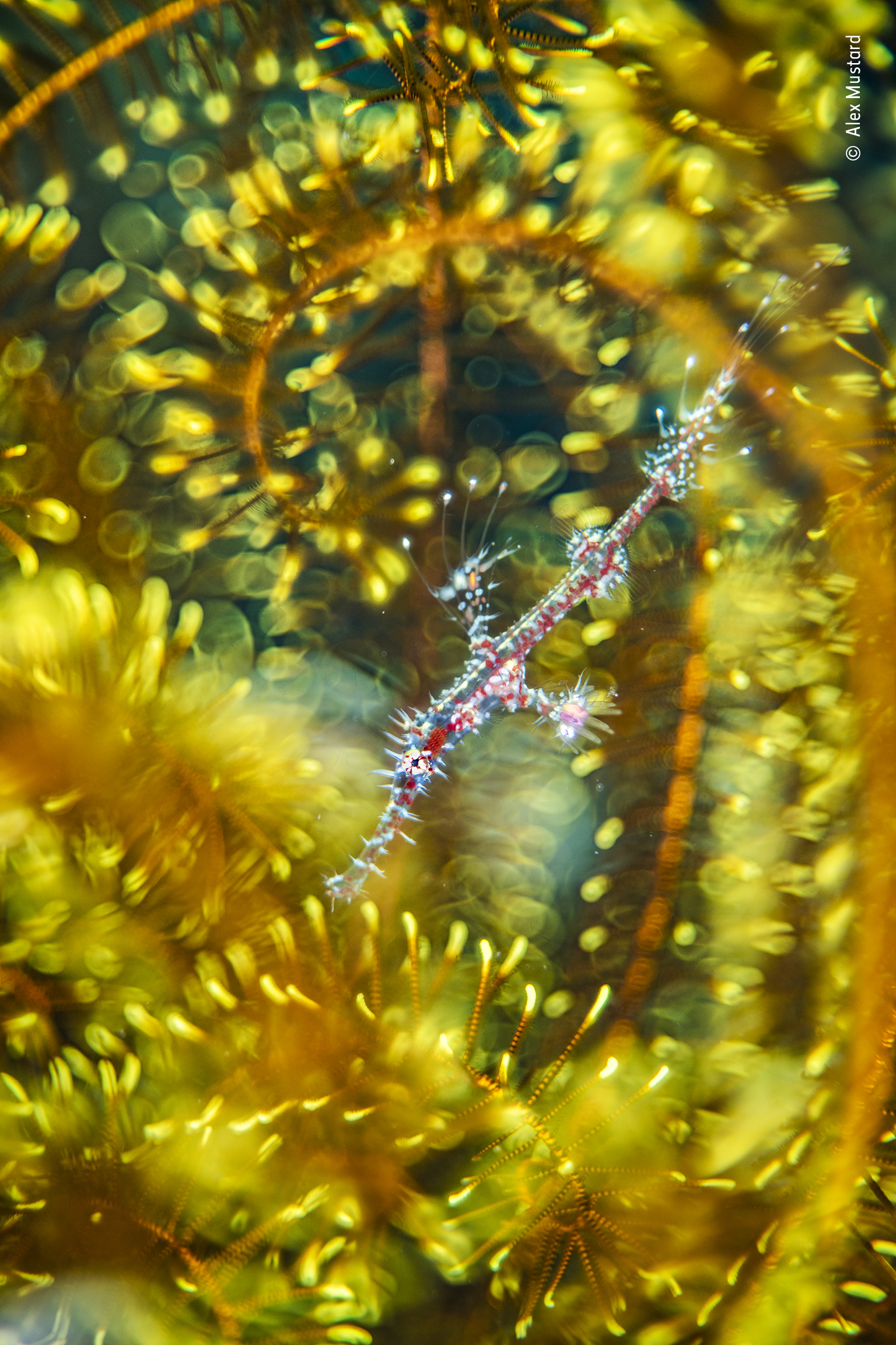 ghost pipefish hiding among the arms of a feather star