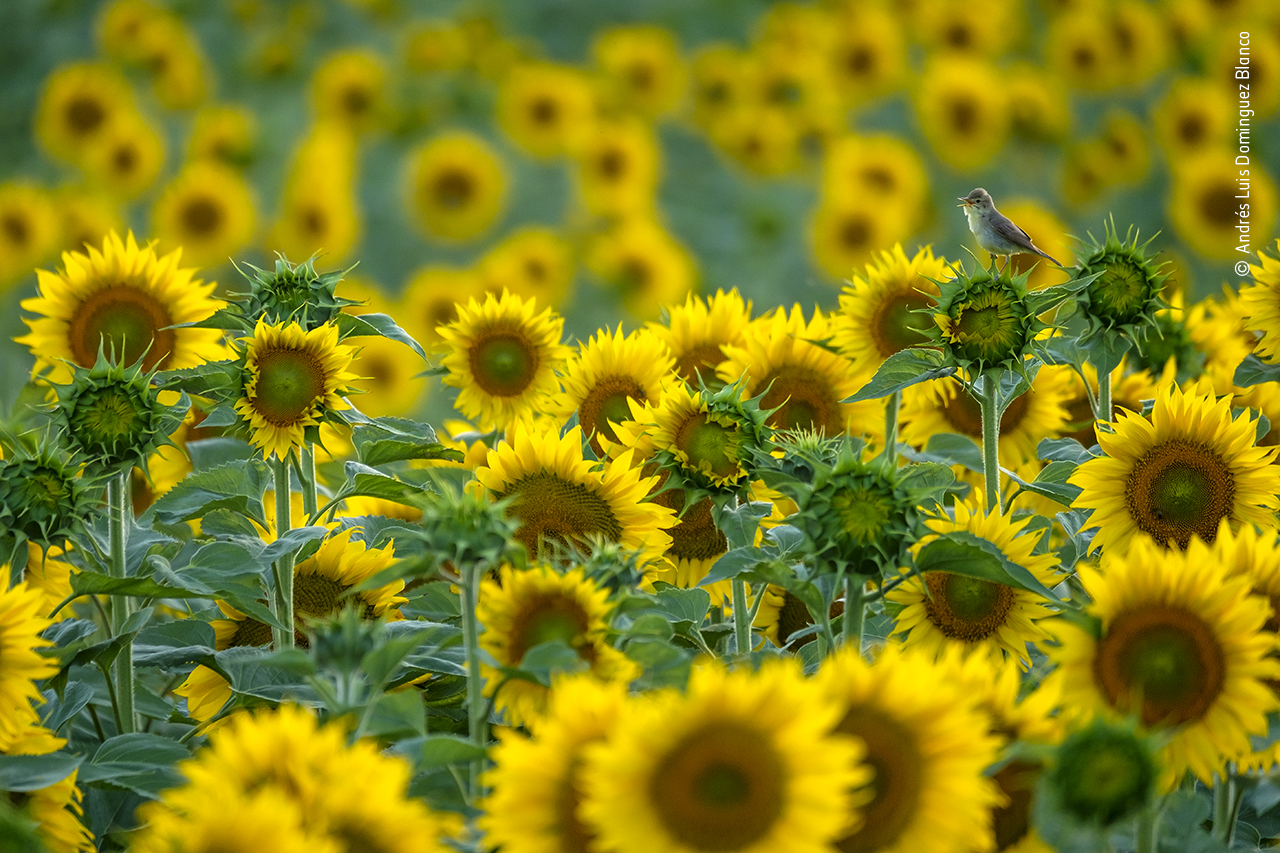 Warbler sings while sitting on a sunflower