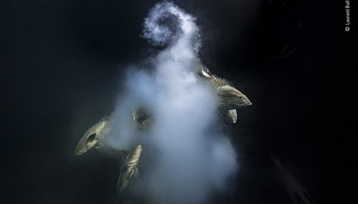 fish in a cloud of sperm and eggs