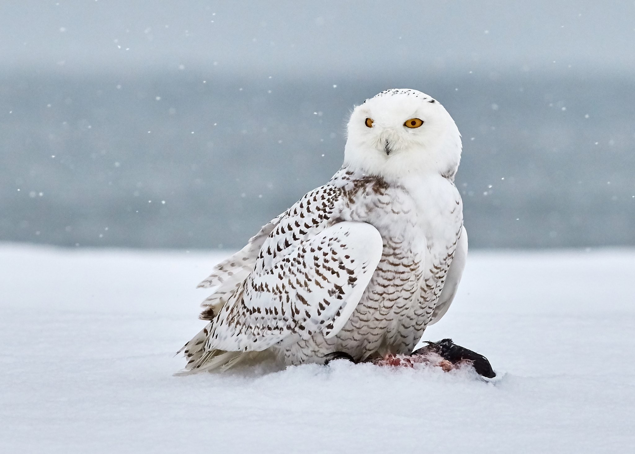 Snowy Owl in Point Pelee