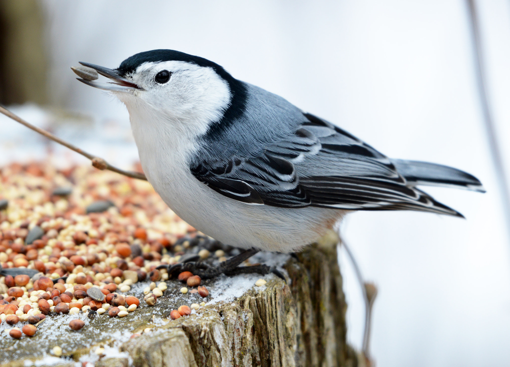 White-breasted Nuthatch
