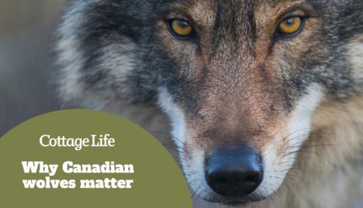 Scary dark gray wolf (Canis lupus)