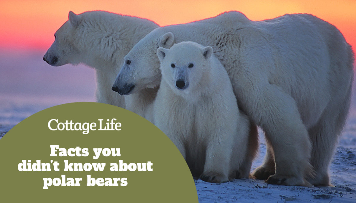polar bear with her yearling cubs against Arctic sunset