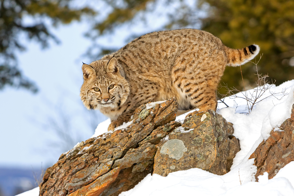 An adult bobcat against a winter background