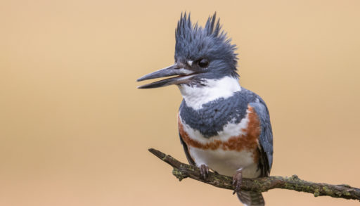 A belted kingfisher perch on a skinny branch