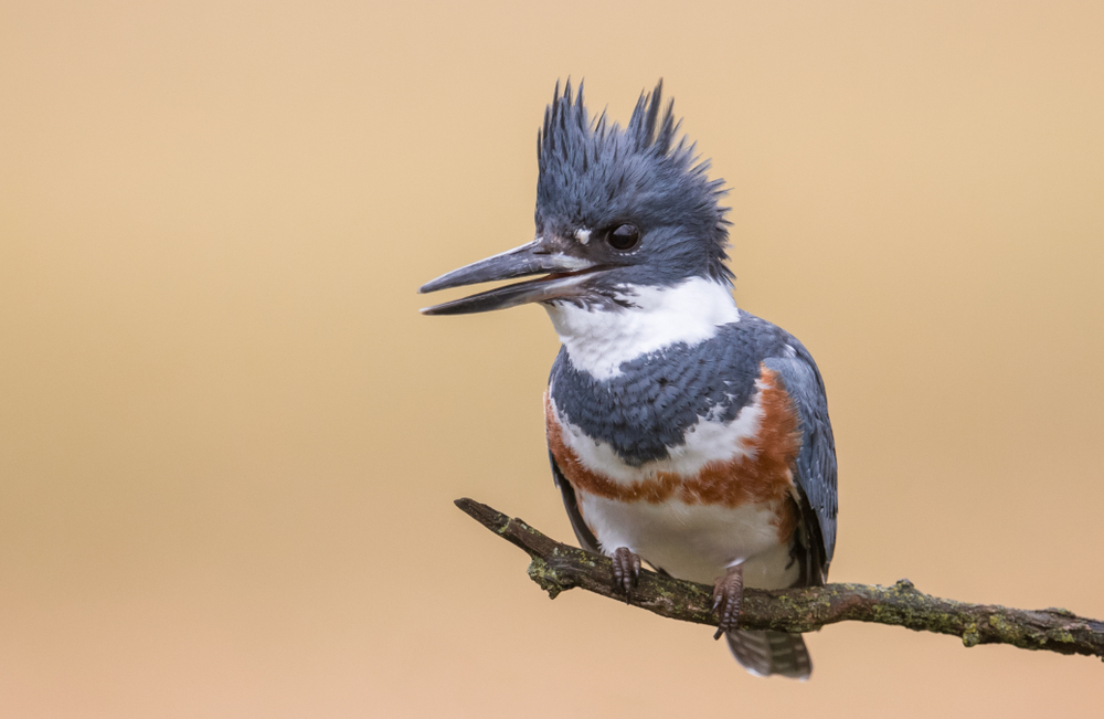A belted kingfisher perch on a skinny branch