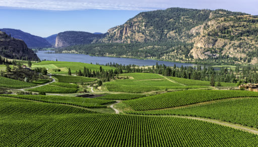Wine Vineyards in the south Okanagan near Pentiction British Columbia Canada with Vaseux Lake and mountain cliffs in the background.