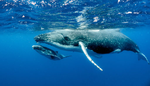 A humpback whale and calf underwater