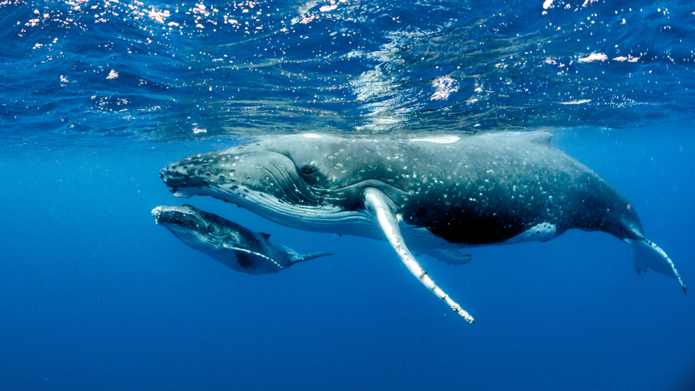 A humpback whale and calf underwater