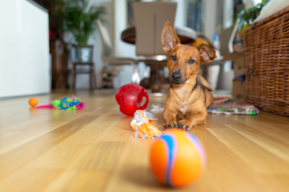 daschund playing with ball