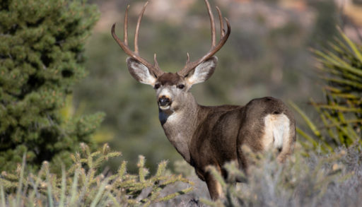 A male mule deer surrounded by scrubby vegetation