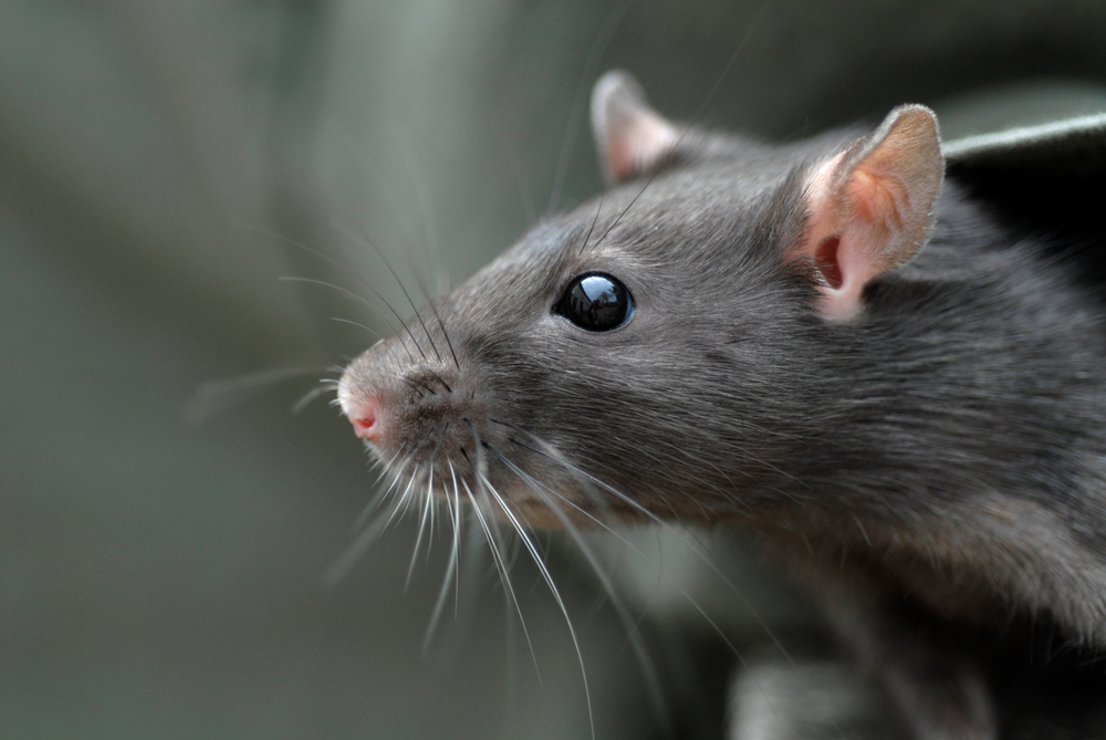 A close-up shot of a rat's face, covered in whiskers