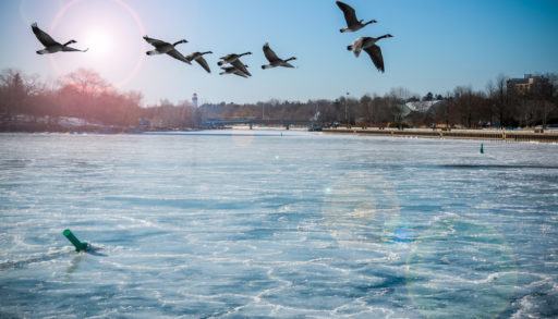 Canadian Geese flying over Lake Ontario