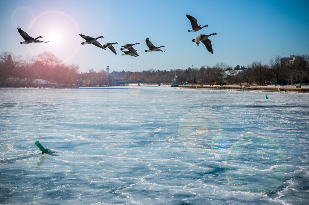 Canadian Geese flying over Lake Ontario