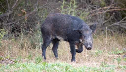 Eurasian Wild Boar