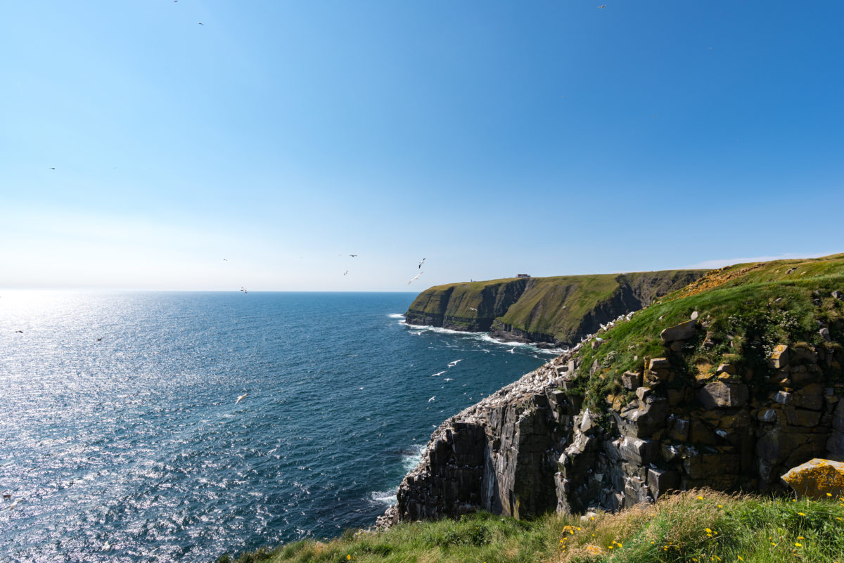 Cliffs of Cape St. Mary's on the Avalon Peninsula in Newfoundland.