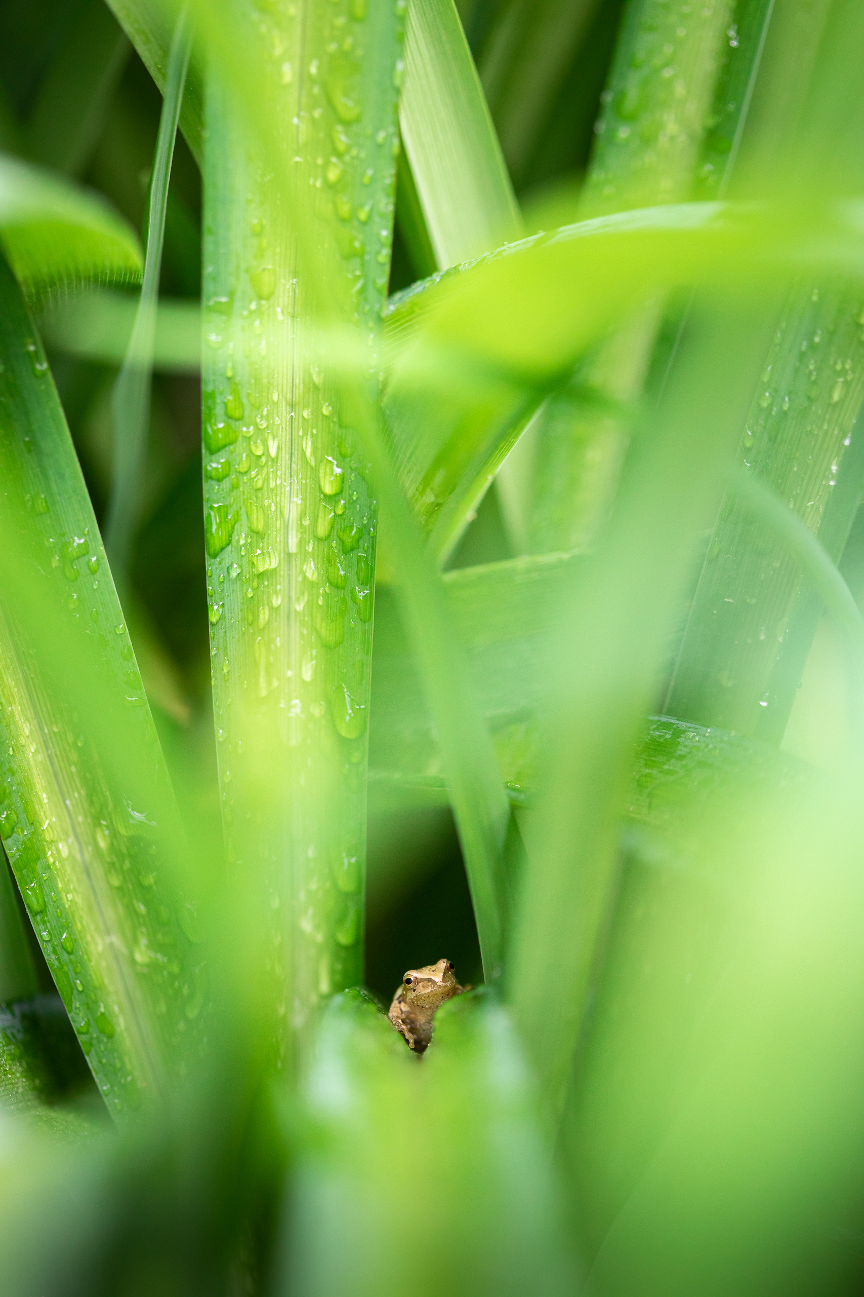 Spring peeper in the grass