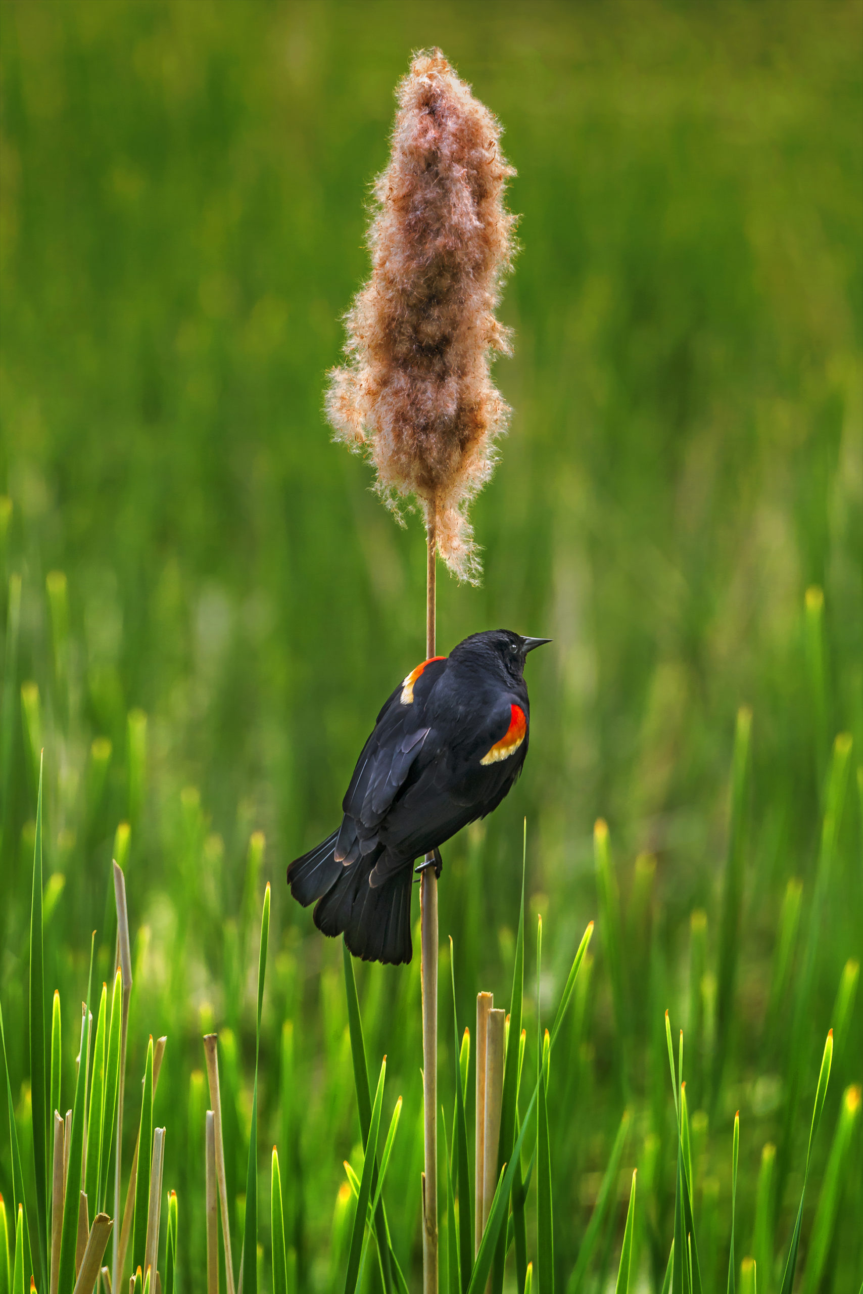 Bird on a bulrush