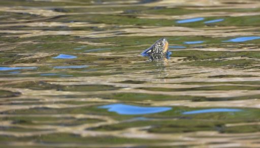 Map turtle swimming