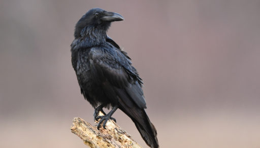 raven on a branch