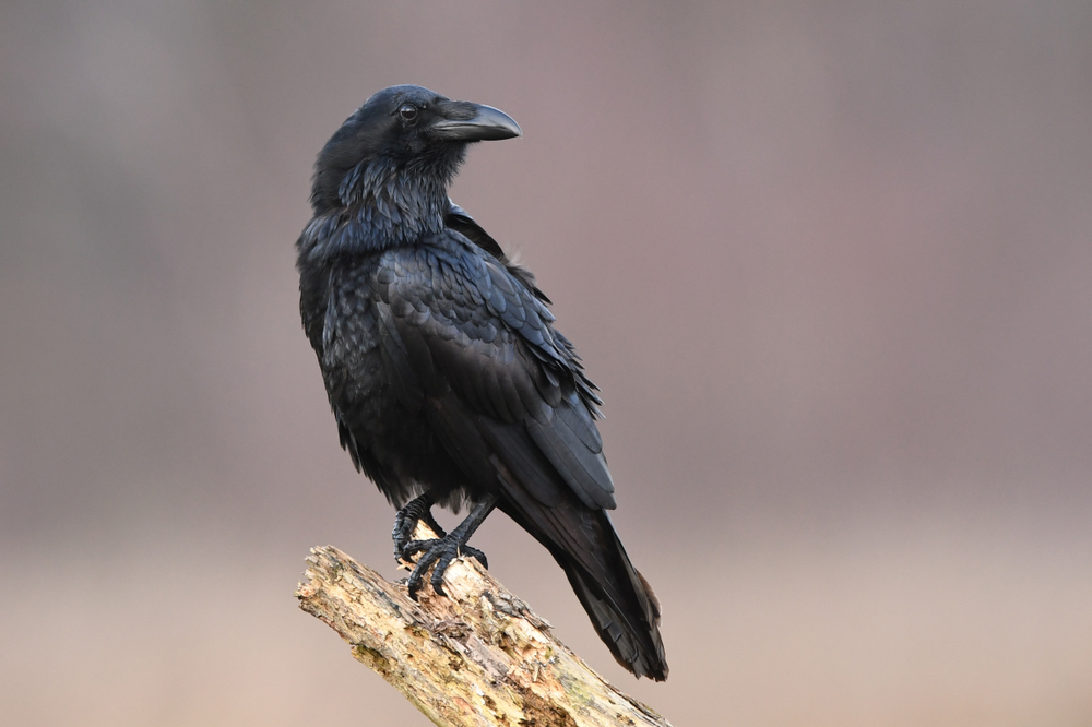 raven on a branch