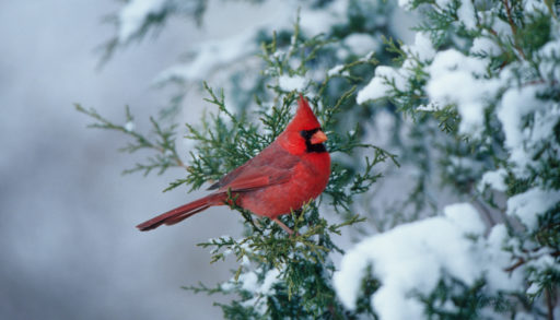 A male Northern cardinal perched on a snow-covered branch