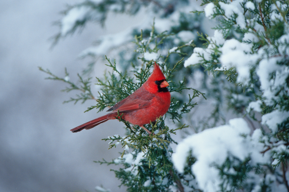A male Northern cardinal perched on a snow-covered branch