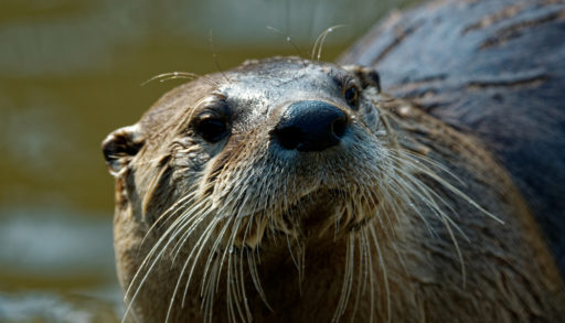 otter with long whiskers looking at camera