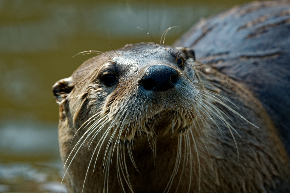 otter with long whiskers looking at camera