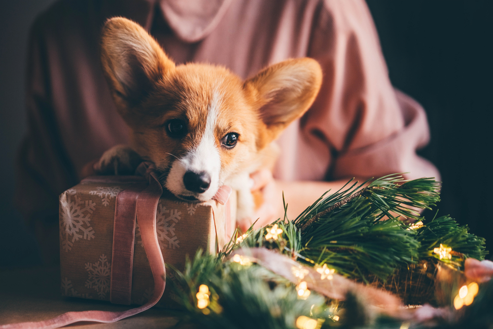 Corgi puppy at Christmas