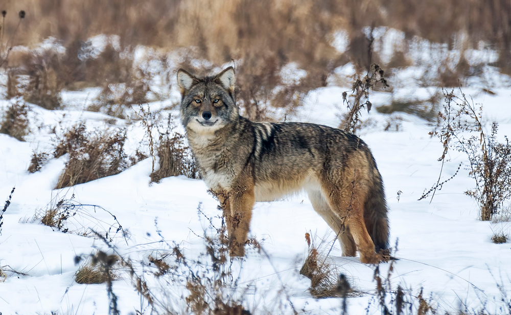 beautiful coywolf in the snow
