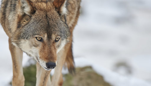 A Canadian timberwolf in winter