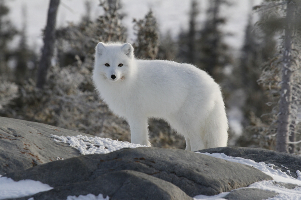 A white Arctic fox standing on rocky, snowy ground