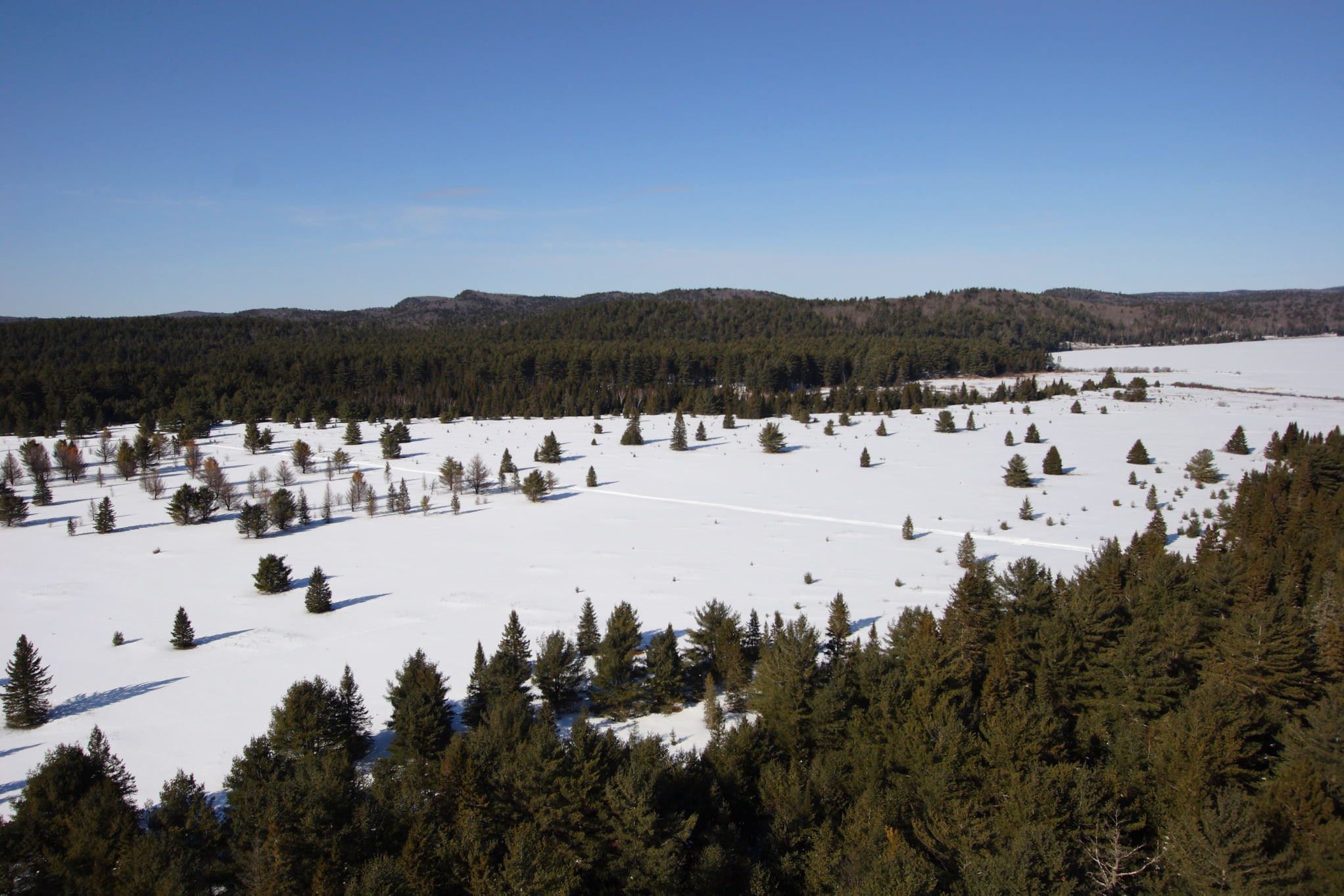 field with trees and snow