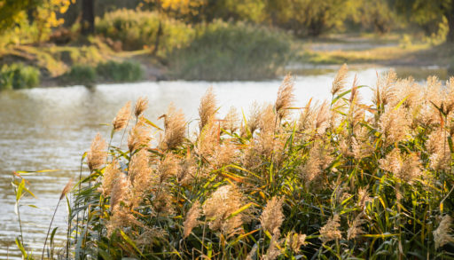 invasive phragmites growing by the lake