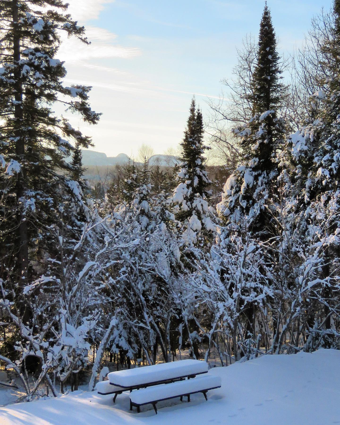 Trees covered in snow