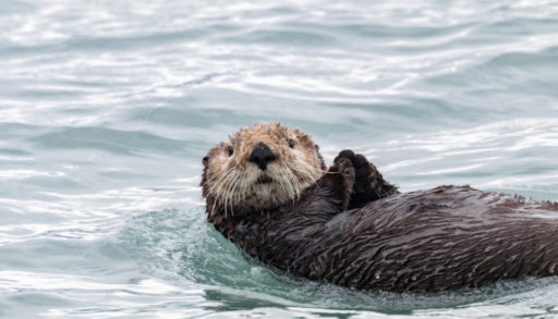 An adult sea otter floating on its back in the ocean