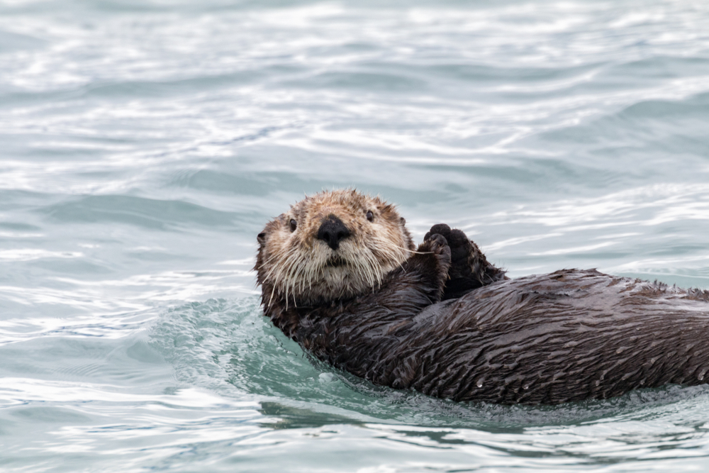An adult sea otter floating on its back in the ocean